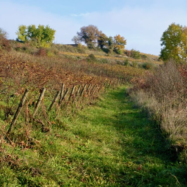 Vin Noé